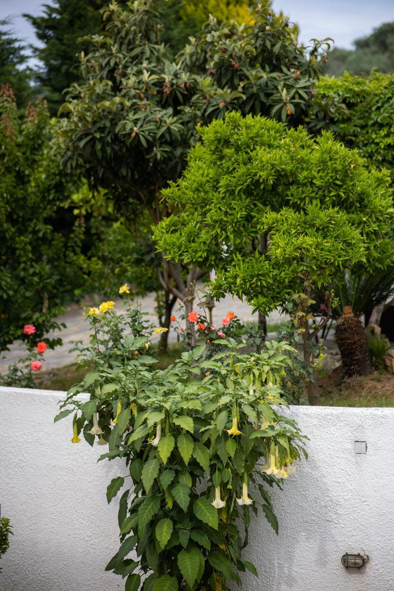 Seralis Pelion Afissos Bagian luar foto
